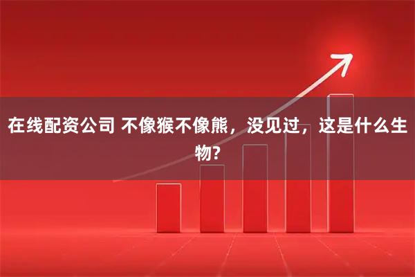 在线配资公司 不像猴不像熊，没见过，这是什么生物?